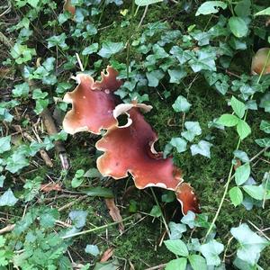 Beefsteak Polypore