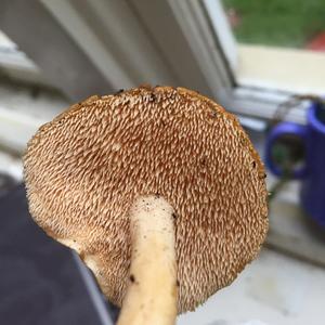 Hedgehog Fungus, Common