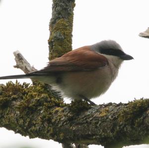 Red-backed Shrike