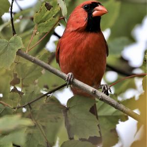 Northern Cardinal