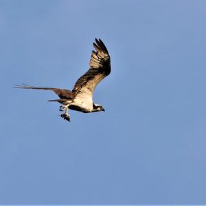 Osprey