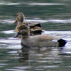 Gadwall