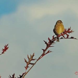 Tree Pipit