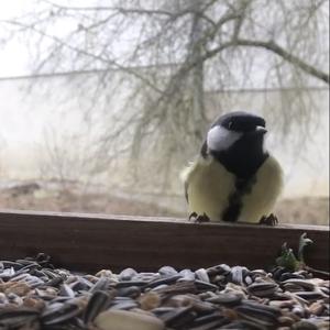 Great Tit