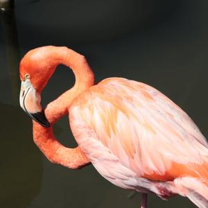 Greater Flamingo