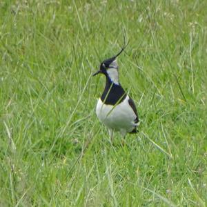 Northern Lapwing