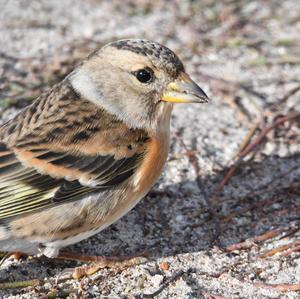 Brambling