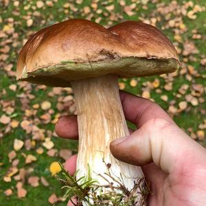 King Bolete