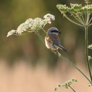 Red-backed Shrike