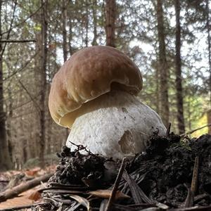 King Bolete