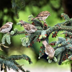 House Sparrow