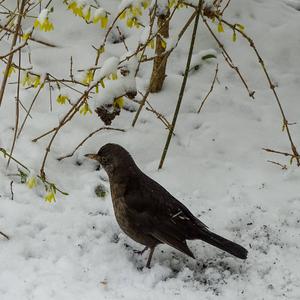 Eurasian Blackbird