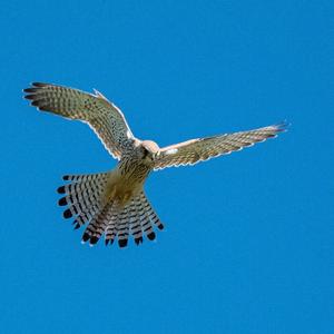 Common Kestrel