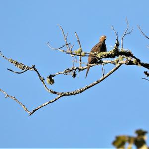 Mourning Dove