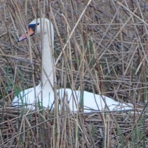 Mute Swan