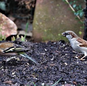 Eurasian Chaffinch