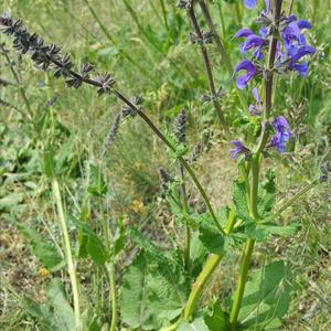 Meadow Sage