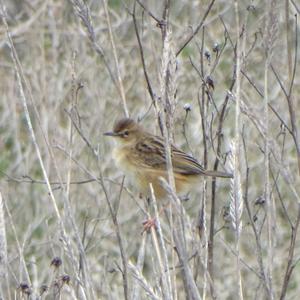 Zitting Cisticola