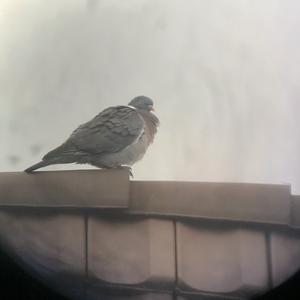 Common Wood-pigeon