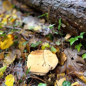 Hedgehog Fungus, Common