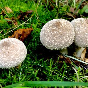 Gem-studded Puffball