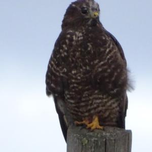 Common Buzzard