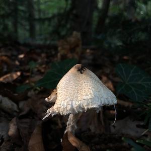 Lepiota magnispora