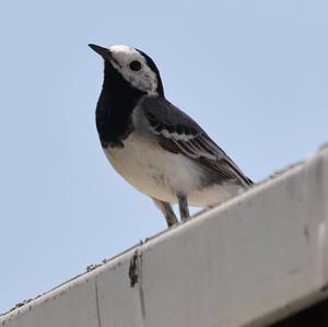 White Wagtail