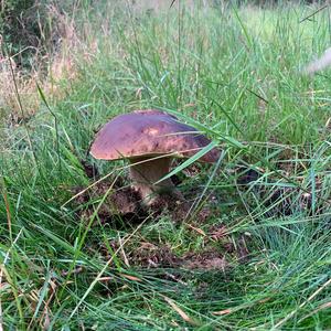 King Bolete