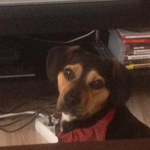 Unknown Breed