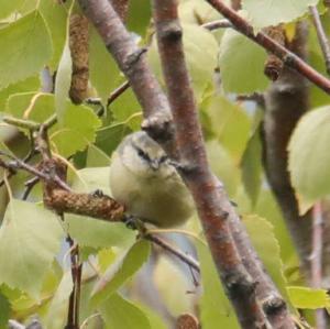 Blue Tit