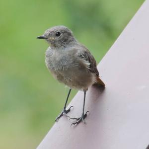 Black Redstart