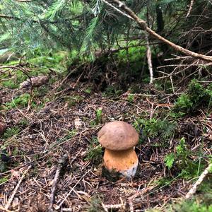 Dotted-stem Bolete