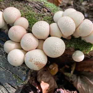 Gem-studded Puffball