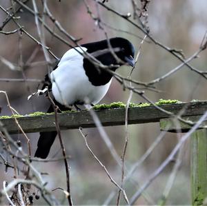 Black-billed Magpie