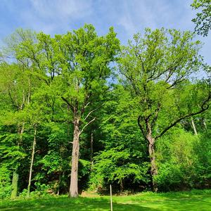 Pedunculate Oak