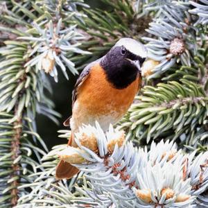 Common Redstart