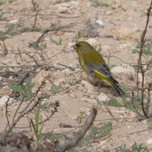 European Greenfinch