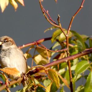 House Sparrow