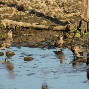 Common Starling