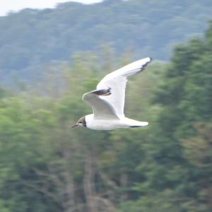 Black-headed Gull