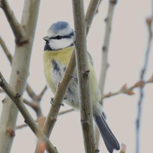 Blue Tit