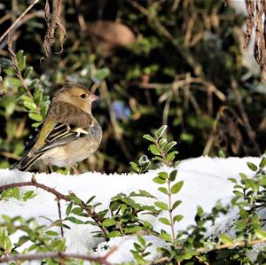 Eurasian Chaffinch