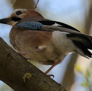 Eurasian Jay