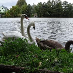 Mute Swan