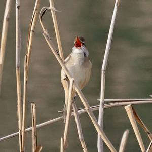 Great Reed-warbler