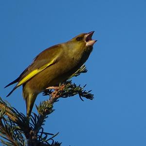 European Greenfinch