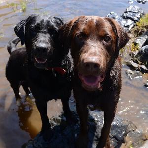 Retriever (Labrador)