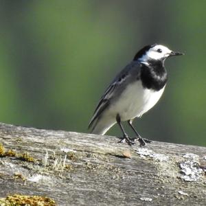 White Wagtail