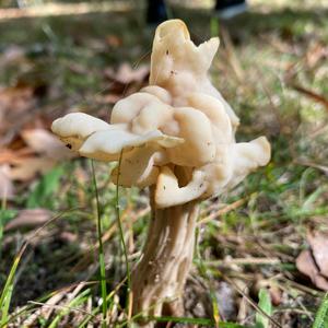 Fluted White Helvella